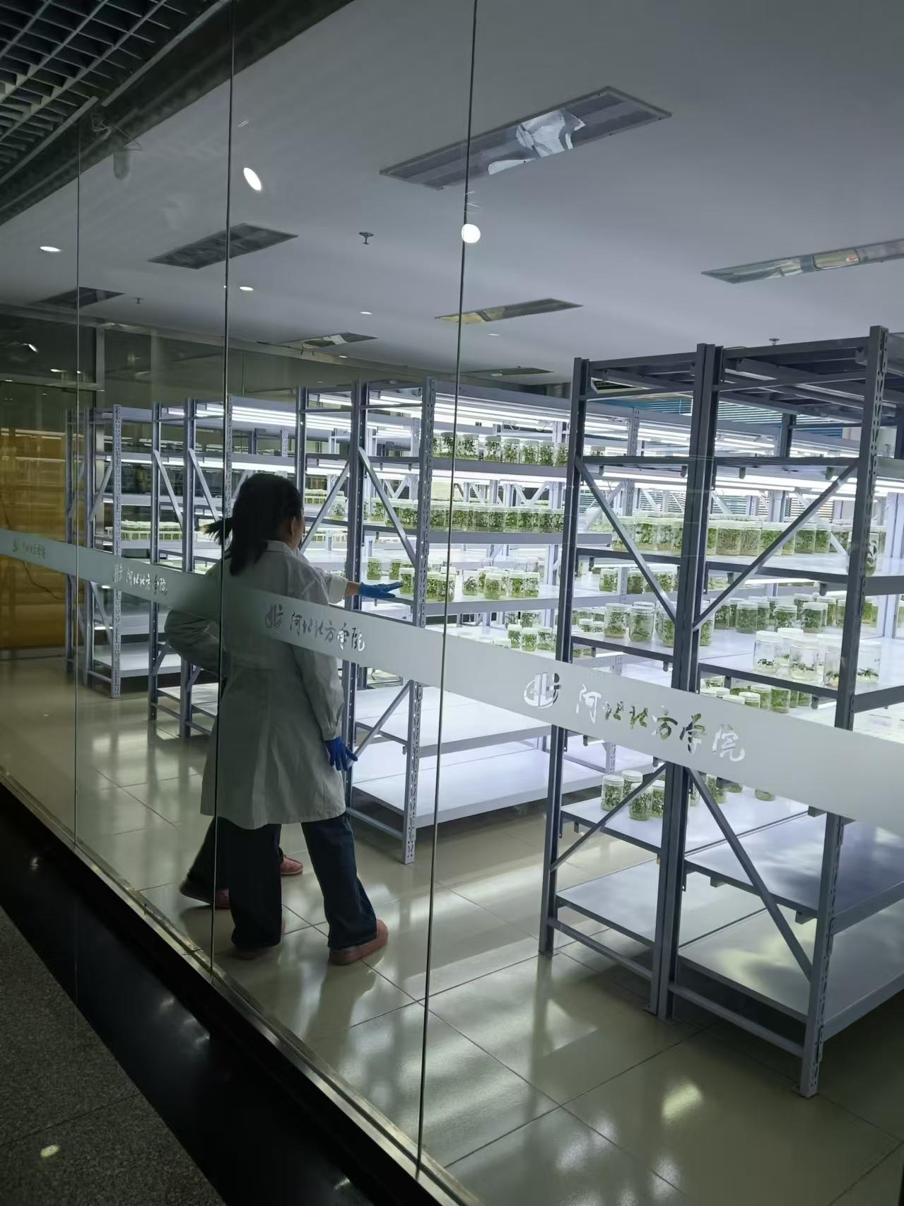 邯山植物组培室设计的基本布局有哪些？