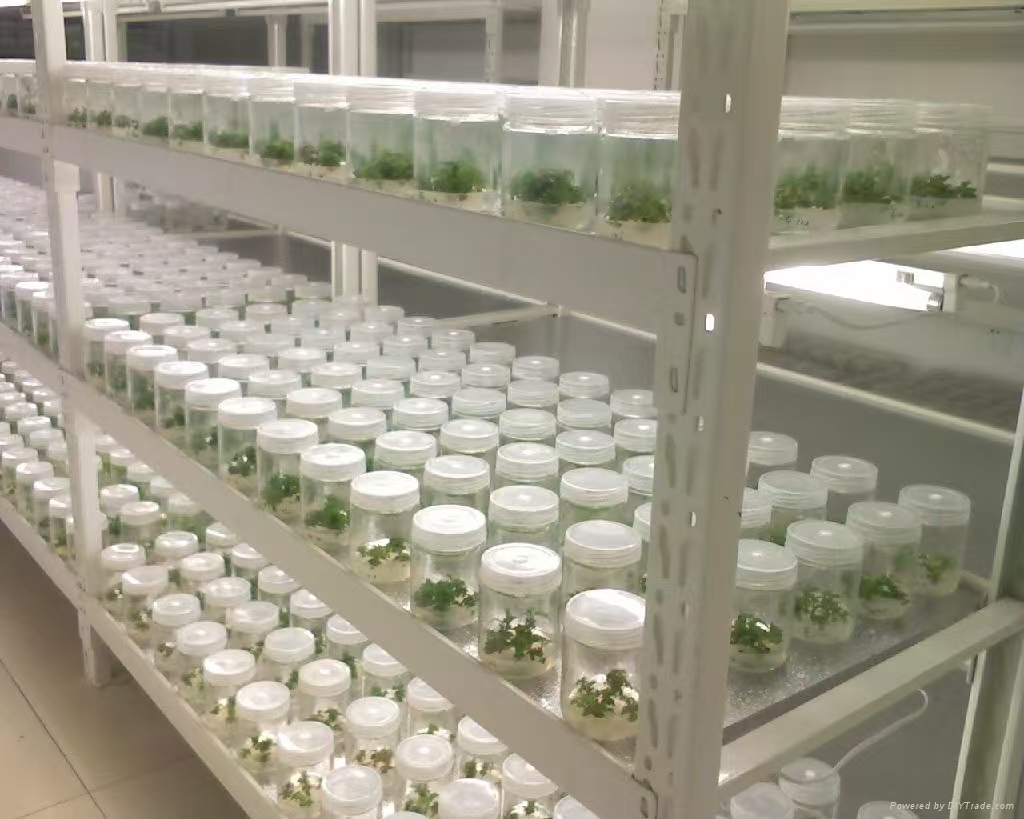 邯山组培实验室应该如何布局